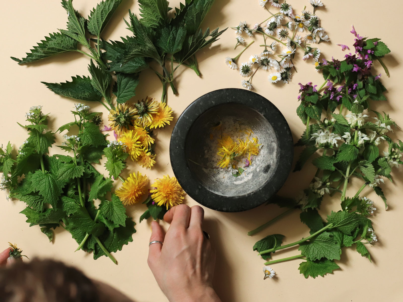 Kräuterapotheke im Frühling | Online | 11.04.